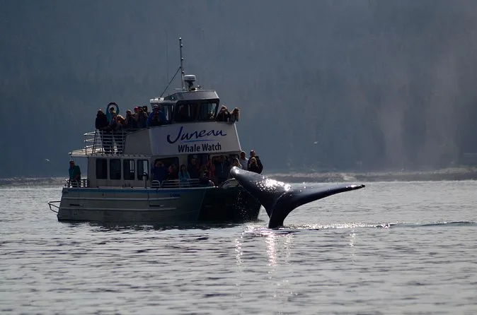 Un barco de avistamiento de ballenas junto a una ballena jorobada sumergiéndose