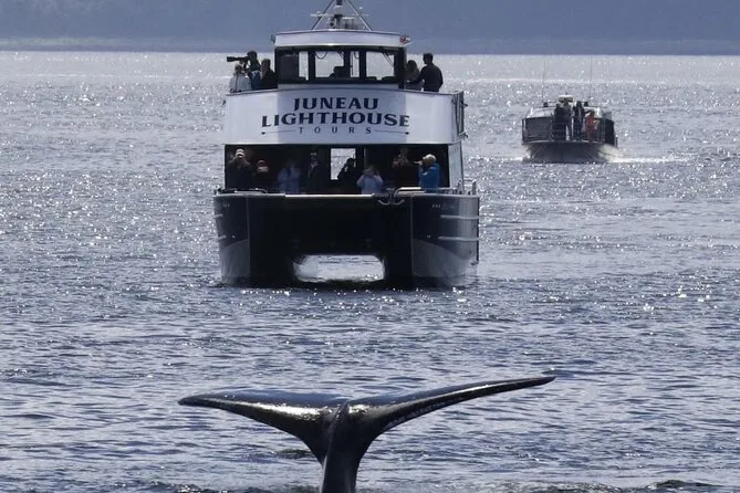 Una barca per whale watching con la coda di una megattera in primo piano