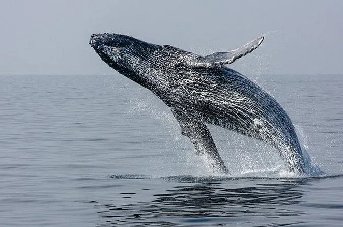 Una ballena jorobada saltando alto fuera del agua