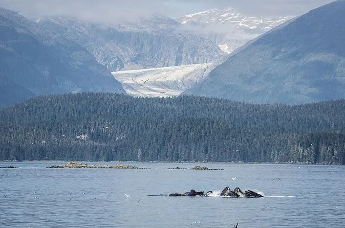 Combo de avistamiento de ballenas y glaciar Mendenhall