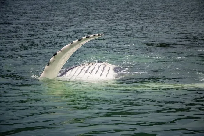 Auke Bay Whale Watching with Binoculars